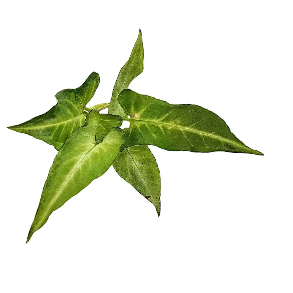 Syngonium podophyllum 'Frizzly' – Blattdetail vor weißem Hintergrund..