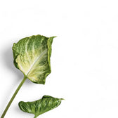 Syngonium podophyllum 'Godzilla' – Blattdetail vor weißem Hintergrund..