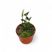 Syngonium podophyllum 'Godzilla' Zimmerpflanze im Anzuchttopf vor weißem Hintergrund, Produktfoto 2.