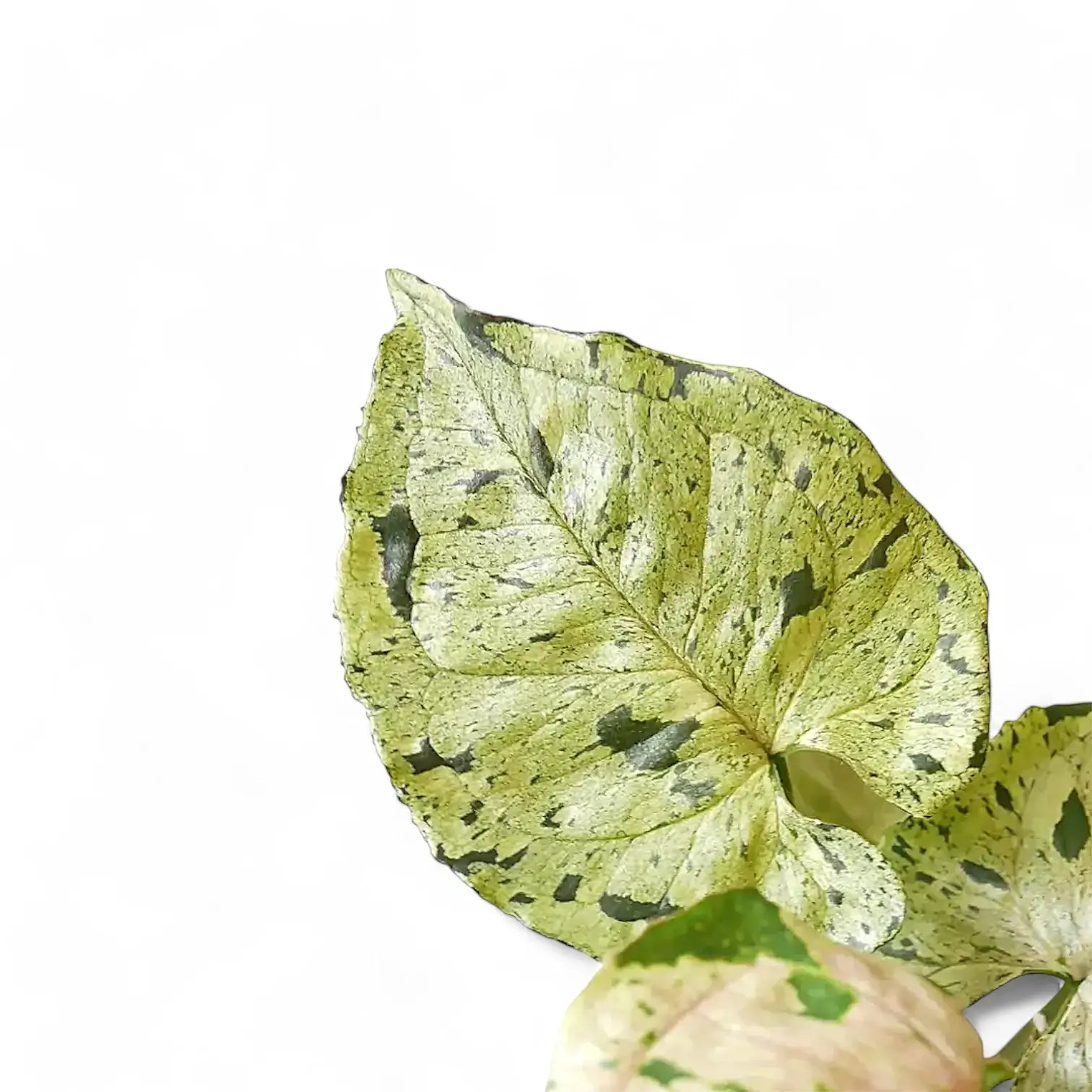 Syngonium podophyllum 'Green Splash' ('Grey Ghost') leaf close-up on white background.
