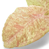 Syngonium podophyllum 'Milk confetti' – Blattdetail vor weißem Hintergrund..