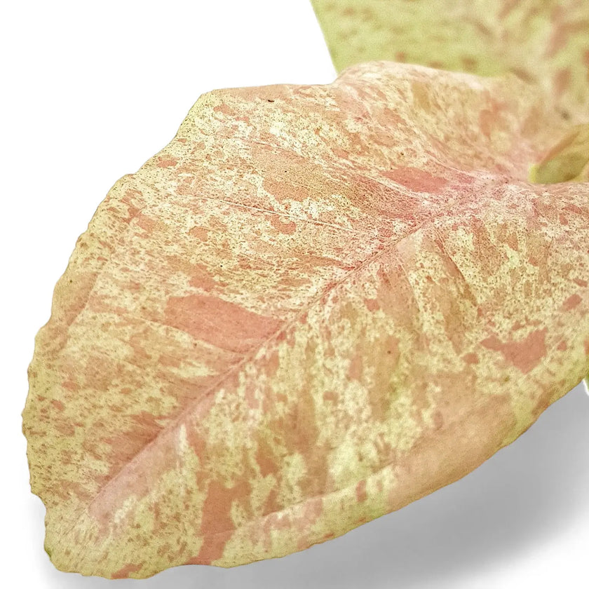 Syngonium podophyllum 'Milk confetti' leaf close-up on white background.