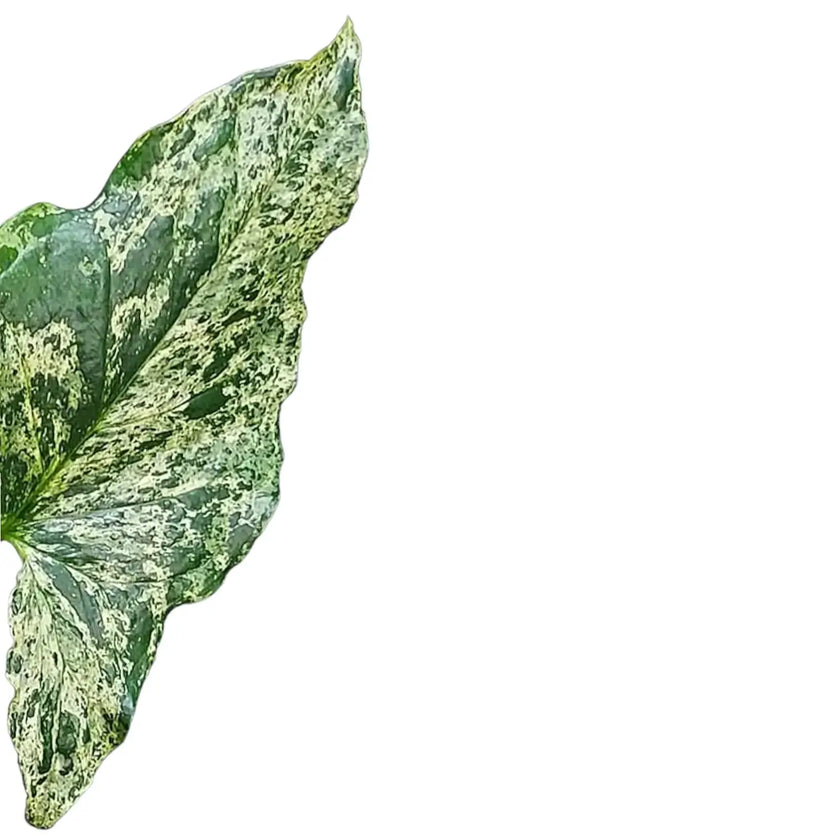 Syngonium podophyllum 'Mottled' leaf close-up on white background.