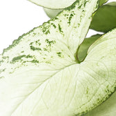 Syngonium podophyllum 'Nguengi Laima' aka (Ngern Lai Ma, Silver Holly) leaf close-up on white background.