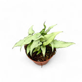 Syngonium podophyllum 'Nguengi Laima' aka (Ngern Lai Ma, Silver Holly) potted houseplant in nursery pot on white background, product photo 3.