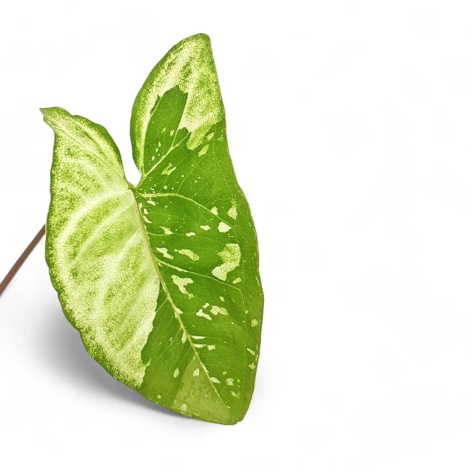 Syngonium podophyllum 'Punda' – Blattdetail vor weißem Hintergrund..