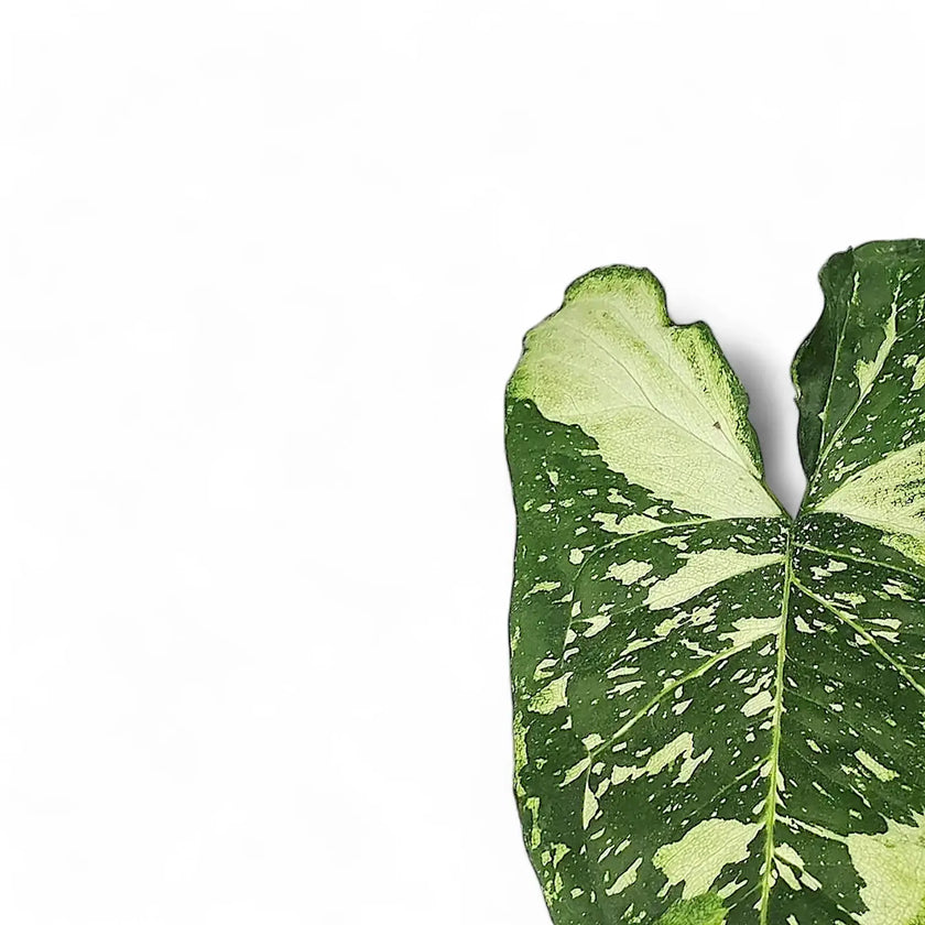 Syngonium podophyllum 'Punda galaxy' – Blattdetail vor weißem Hintergrund..