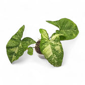 Syngonium podophyllum 'Punda galaxy' Zimmerpflanze im Anzuchttopf vor weißem Hintergrund, Produktfoto 2.