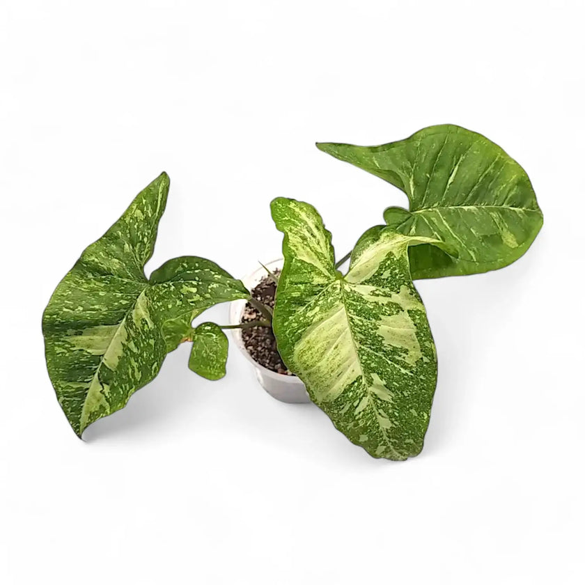 Syngonium podophyllum 'Punda galaxy' Zimmerpflanze im Anzuchttopf vor weißem Hintergrund, Produktfoto 2.