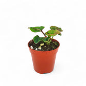 Syngonium podophyllum 'Pink Perfection' aka 'Pink Dream' Zimmerpflanze im Anzuchttopf vor weißem Hintergrund, Produktfoto 3.