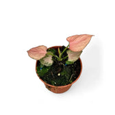 Syngonium podophyllum 'Pink Perfection' aka 'Pink Dream' Zimmerpflanze im Anzuchttopf vor weißem Hintergrund, Produktfoto 5.