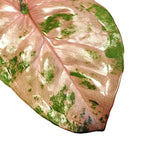 Syngonium podophyllum 'Pink flecked' – Blattdetail vor weißem Hintergrund..