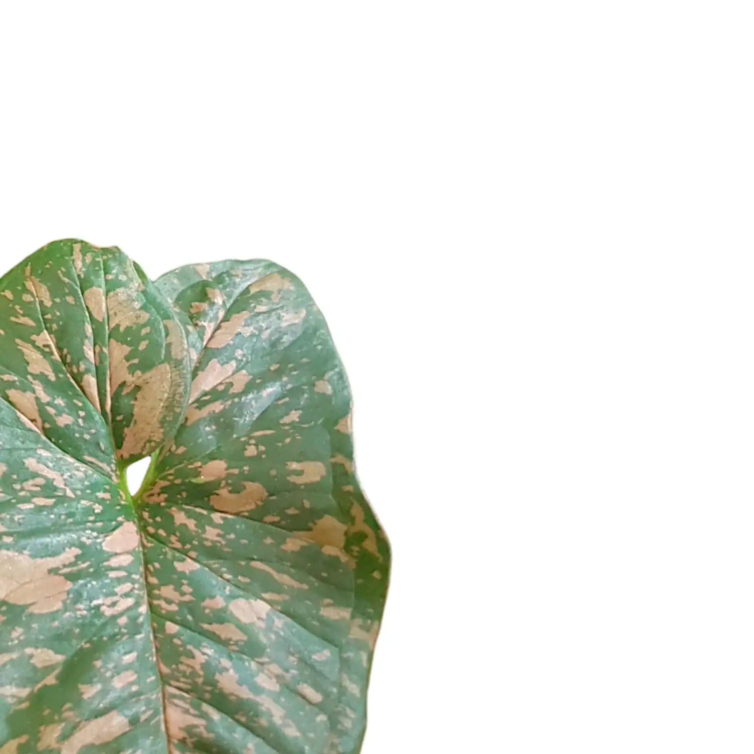 Syngonium podophyllum 'Pink splash allusion' Zimmerpflanze im Anzuchttopf vor weißem Hintergrund, Produktfoto 2.