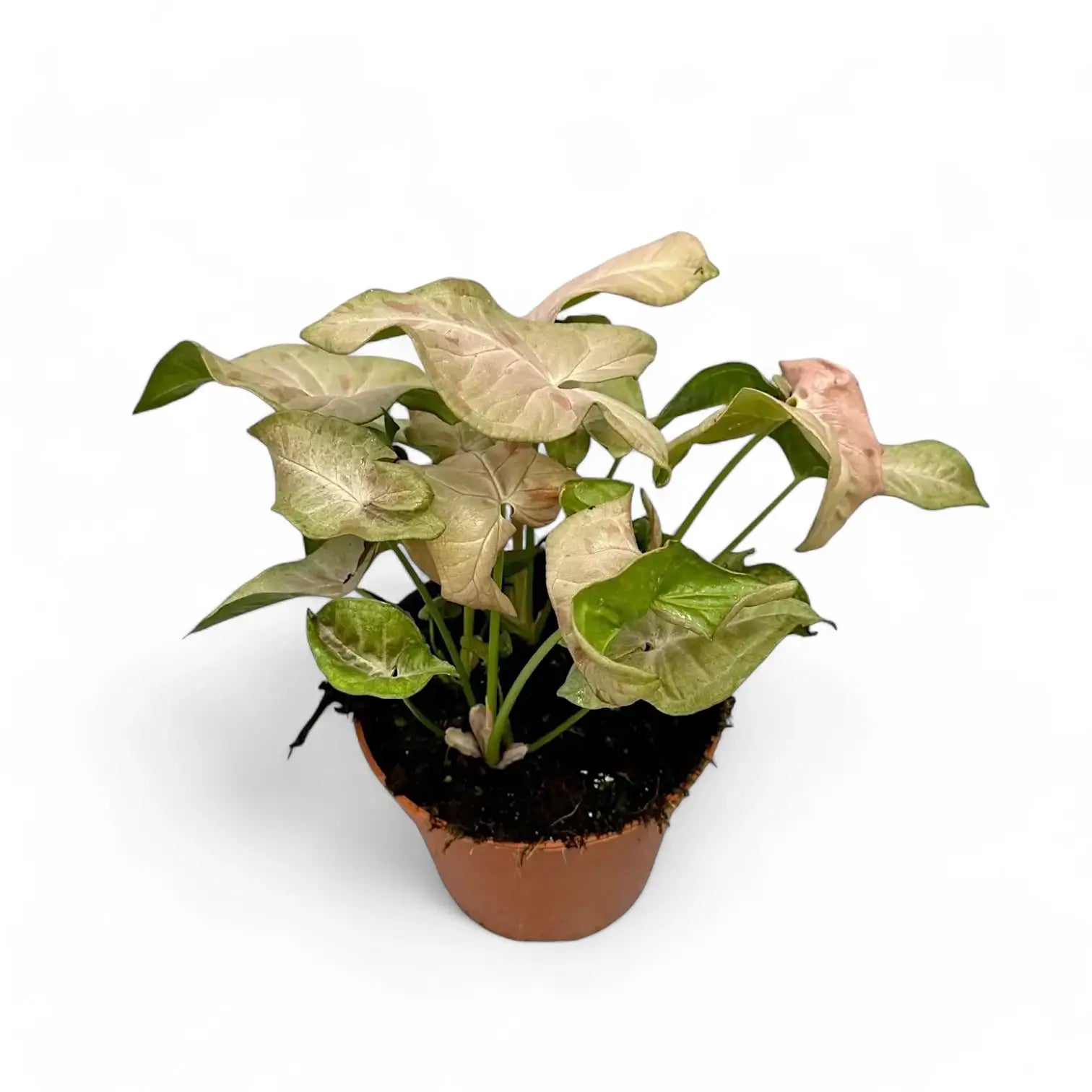 Syngonium podophyllum 'Pink spot' Zimmerpflanze im Anzuchttopf vor weißem Hintergrund, Produktfoto 4.