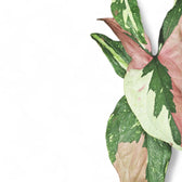 Syngonium podophyllum 'Red spot tricolor' leaf close-up on white background.