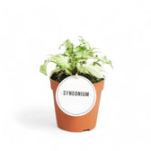 Syngonium podophyllum 'Starlite' aka 'Zebrina' potted houseplant in nursery pot on white background, product photo 3.