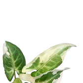 Syngonium podophyllum 'T25' – Blattdetail vor weißem Hintergrund..