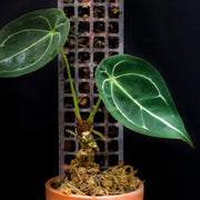 THICCLY® GrowPole™ - The Ultimate Plant Support Hauptproduktfoto vor weißem Hintergrund.