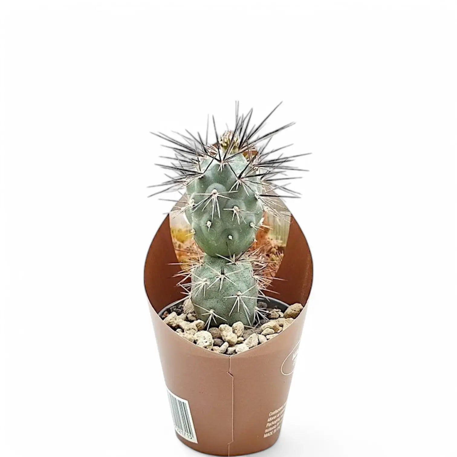 Tephrocactus alexanderi potted houseplant in nursery pot on white background, product photo 2.