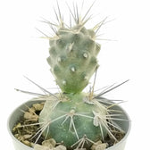 Tephrocactus alexanderi potted houseplant in nursery pot on white background, product photo 3.