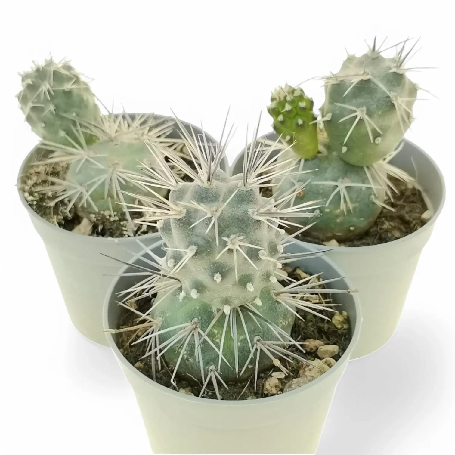 Tephrocactus alexanderi potted houseplant in nursery pot on white background, product photo 4.