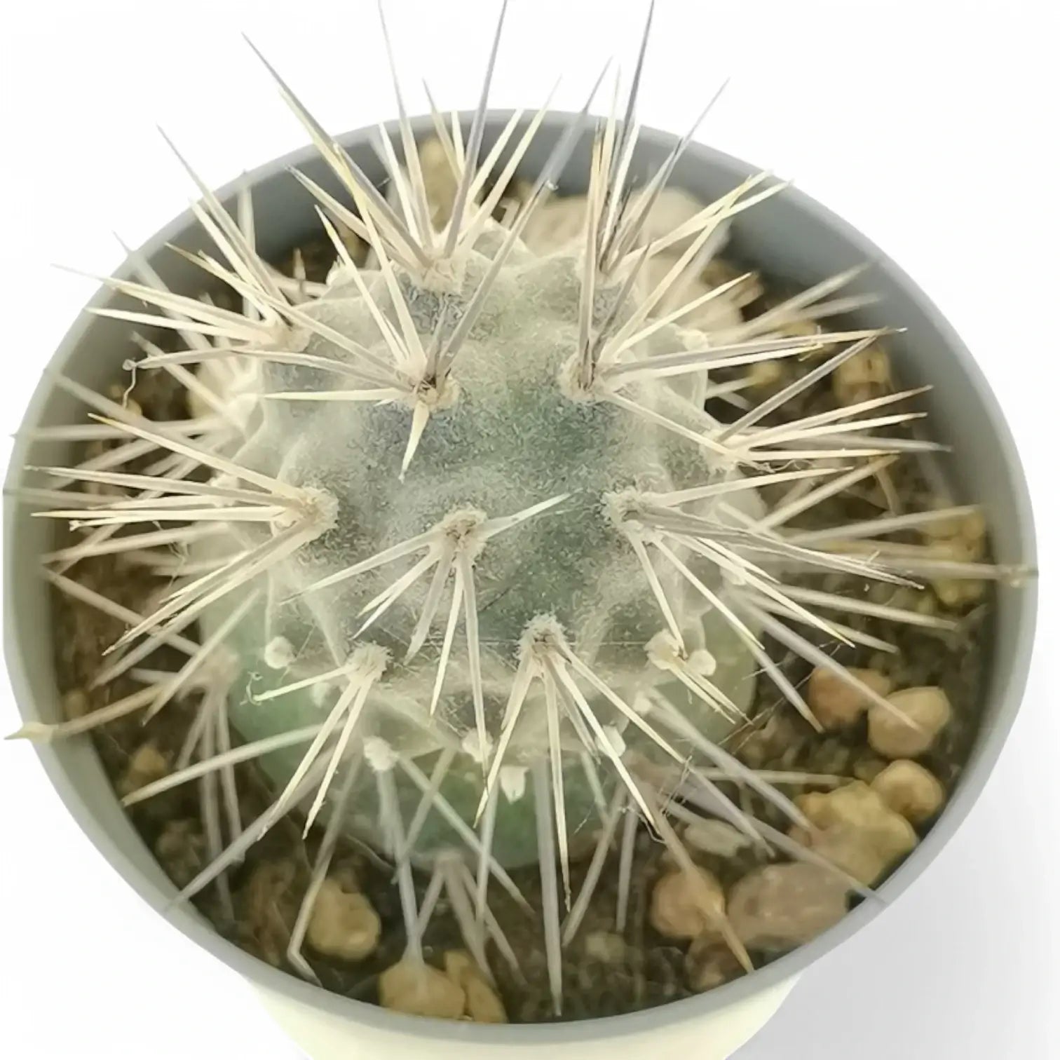 Tephrocactus alexanderi potted houseplant in nursery pot on white background, product photo 5.