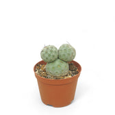 Tephrocactus geometricus Zimmerpflanze im Anzuchttopf vor weißem Hintergrund, Produktfoto 3.