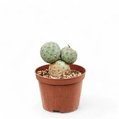 Tephrocactus geometricus Zimmerpflanze im Anzuchttopf vor weißem Hintergrund, Produktfoto 4.