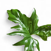 Thaumatophyllum 'African fantasy' ('Philodendron Angela') – Blattdetail vor weißem Hintergrund..