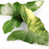 Thaumatophyllum X stenolobum variegata Zimmerpflanze im Anzuchttopf vor weißem Hintergrund, Produktfoto 2.