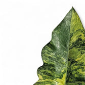 Thaumatophyllum X stenolobum variegata Zimmerpflanze im Anzuchttopf vor weißem Hintergrund, Produktfoto 3.