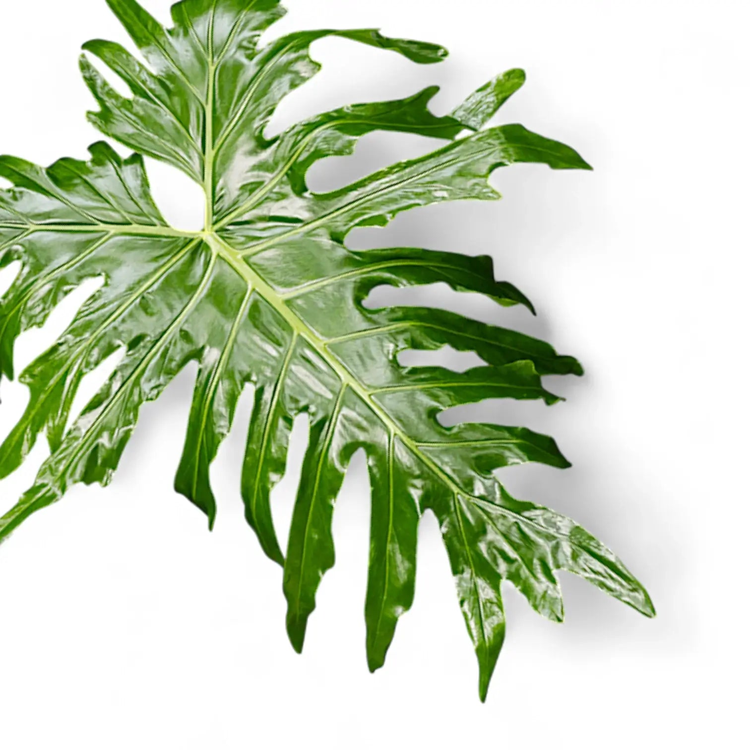 Thaumatophyllum bipinnatifidum leaf close-up on white background.