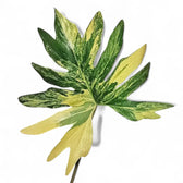 Thaumatophyllum bipinnatifidum variegata potted houseplant in nursery pot on white background, product photo 2.