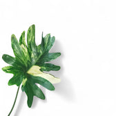 Thaumatophyllum bipinnatifidum variegata potted houseplant in nursery pot on white background, product photo 3.