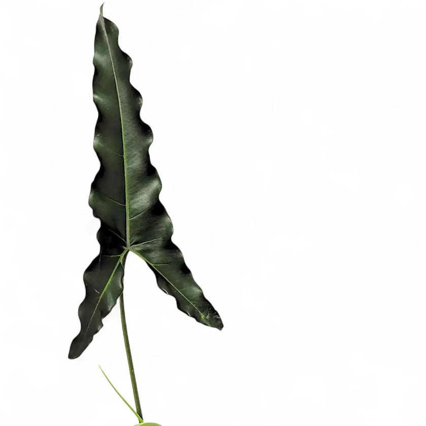 Thaumatophyllum stenolobum leaf close-up on white background.