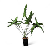 Thaumatophyllum stenolobum Zimmerpflanze im Anzuchttopf vor weißem Hintergrund, Produktfoto 2.