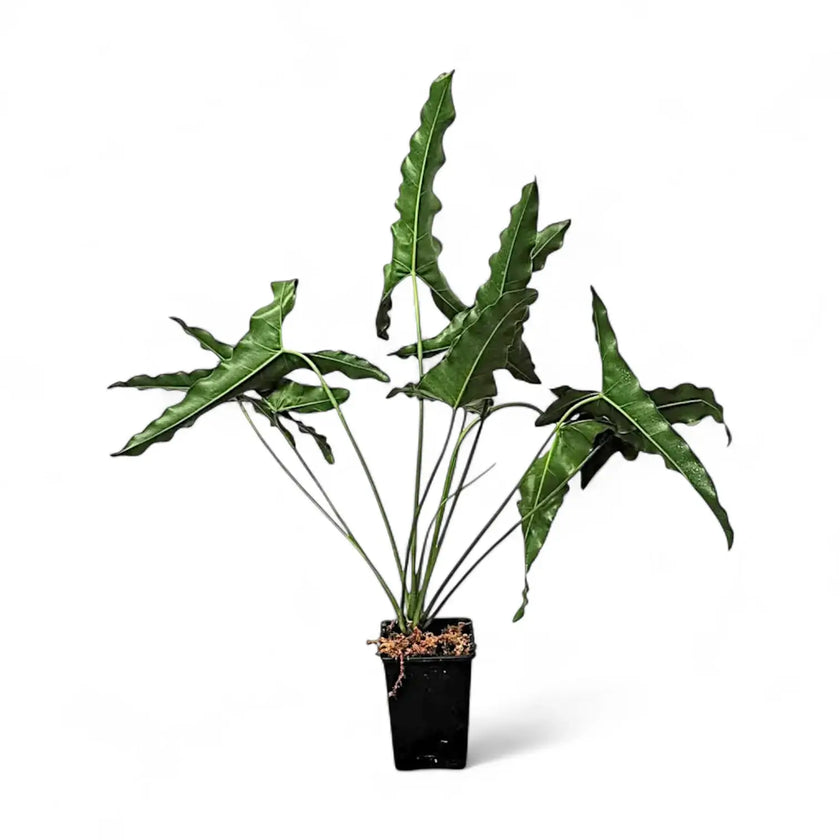 Thaumatophyllum stenolobum potted houseplant in nursery pot on white background, product photo 2.