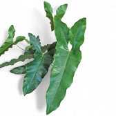 Thaumatophyllum stenolobum Zimmerpflanze im Anzuchttopf vor weißem Hintergrund, Produktfoto 8.