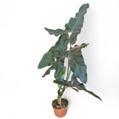 Thaumatophyllum stenolobum Zimmerpflanze im Anzuchttopf vor weißem Hintergrund, Produktfoto 9.