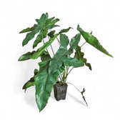 Thaumatophyllum stenolobum Zimmerpflanze im Anzuchttopf vor weißem Hintergrund, Produktfoto 11.