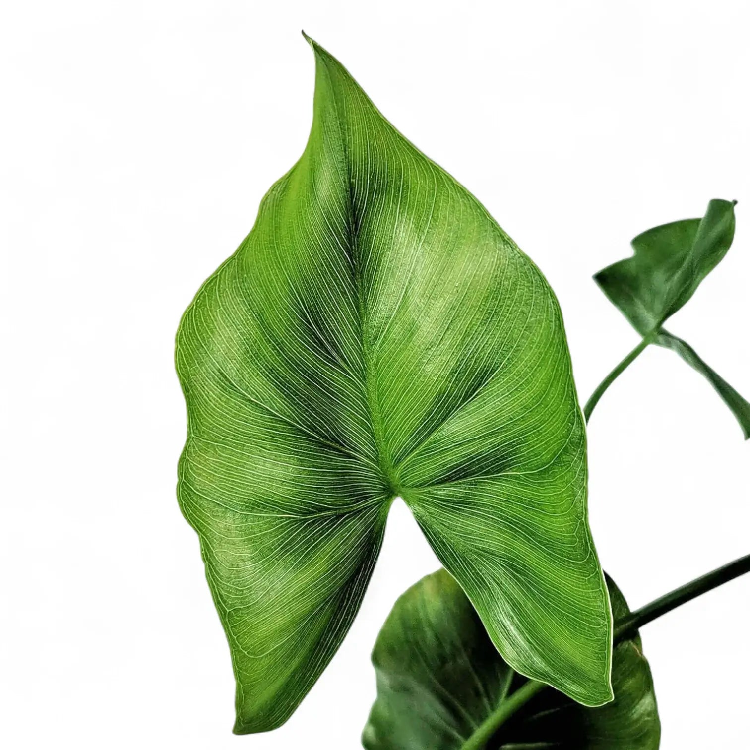 Thaumatophyllum tweedieanum leaf close-up on white background.