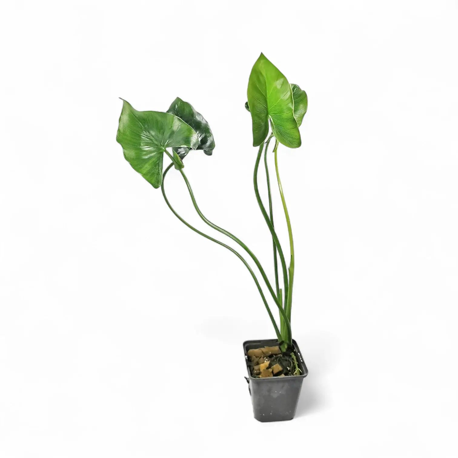 Thaumatophyllum tweedieanum potted houseplant in nursery pot on white background, product photo 2.