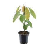 Theobroma cacao potted houseplant in nursery pot on white background, product photo 2.
