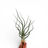 Tillandsia bulbosa