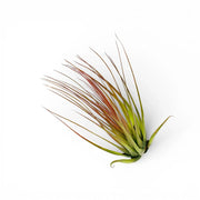 Tillandsia tricolor
