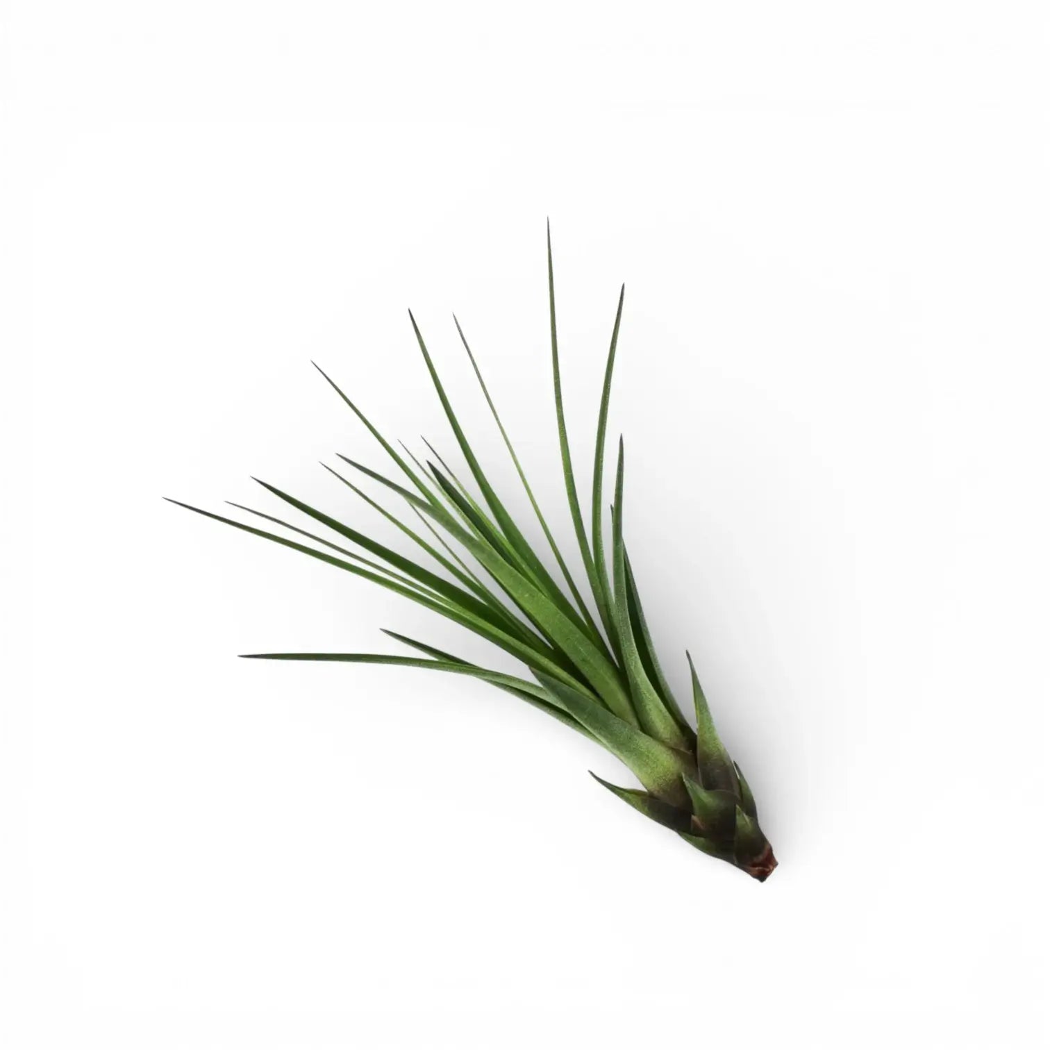 Tillandsia tricolor