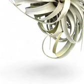 Tillandsia xerographica – Blattdetail vor weißem Hintergrund..