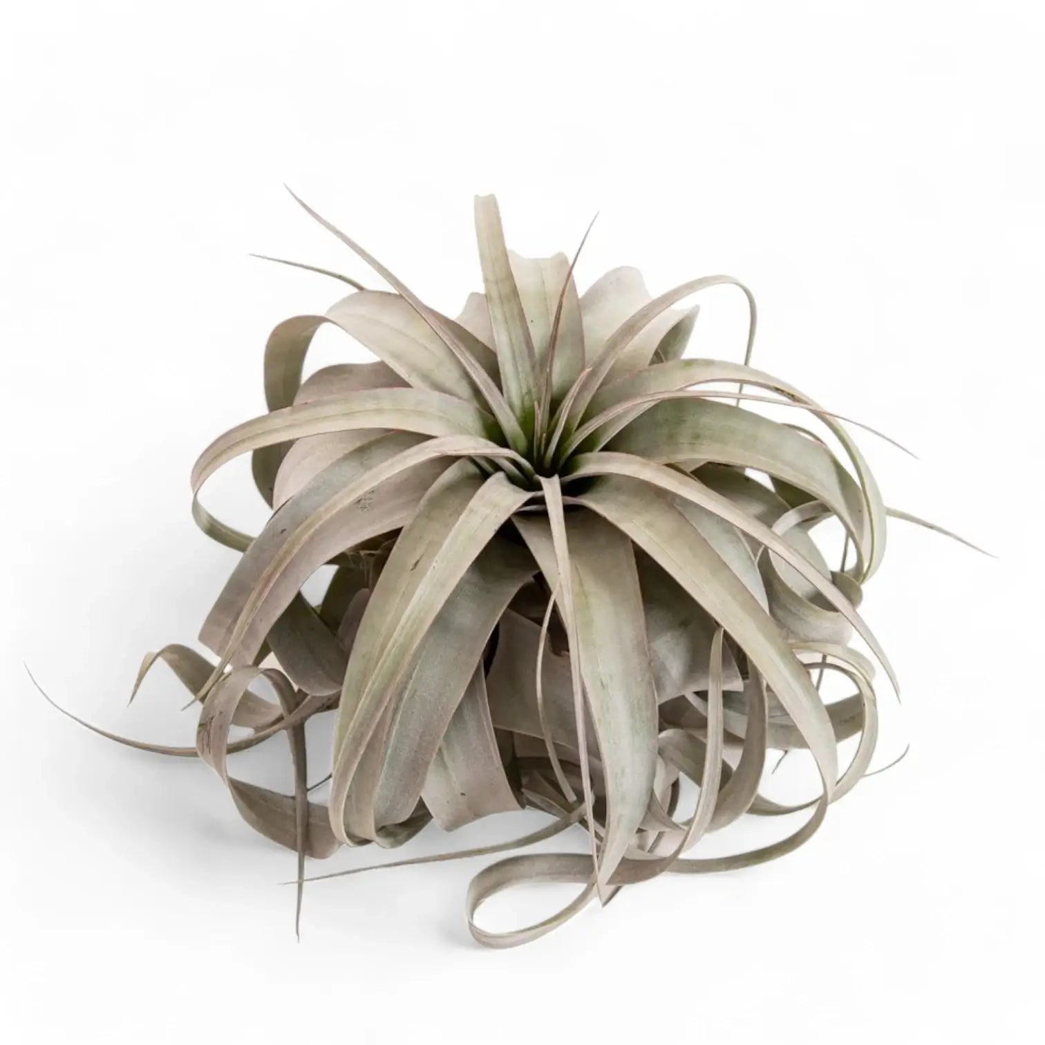 Air Plants