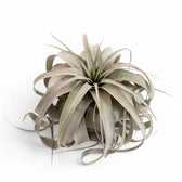Tillandsia xerographica Zimmerpflanze im Anzuchttopf vor weißem Hintergrund, Produktfoto 2.