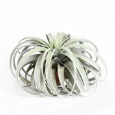 Tillandsia xerographica Zimmerpflanze im Anzuchttopf vor weißem Hintergrund, Produktfoto 3.